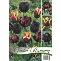 Tulipa garden harmony lila-fekete tulipán virághagyma 3x5 (fekete) 15 darab