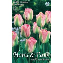 Tulipa viridiflora groenland rózsaszín-zöld viridiflóra tulipán virághagyma 7 darab