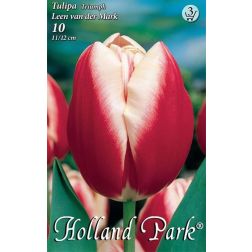 Tulipa triumph leen van der mark piros-fehér triumph tulipán virághagyma 6 darab