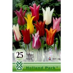 Tulipa lily flowered mixed vegyes színű tulipán virághagyma "óriás csomag" 20 darab