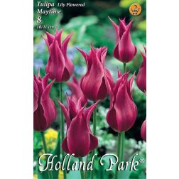 Tulipa lily flowered maytime lila liliomvirágú tulipán virághagyma 6 darab