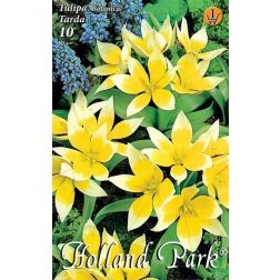 Tulipa tarda fehér-sárga botanikai tulipán virághagyma 10 darab