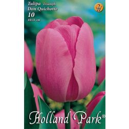 Tulipa triumph don quichotte rózsaszín triumph tulipán virághagyma 6 darab