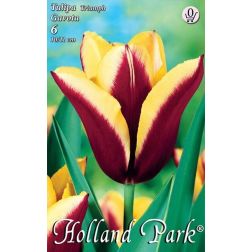 Tulipa triumph gavota bordó-sárga triumph tulipán virághagyma 6 darab