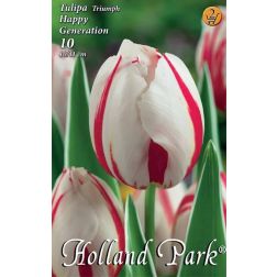 Tulipa triumph happy generation fehér-piros tulipán virághagyma 6 darab