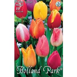Tulipa triumph mixed vegyes színű tulipán virághagyma "óriás csomag" 20 darab