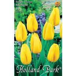 Tulipa triumph yokohama sárga triumph tulipán virághagyma 6 darab