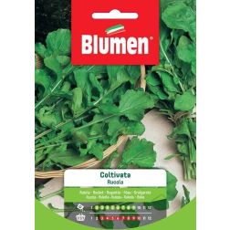 Blumen Coltivata rukkola vetőmag