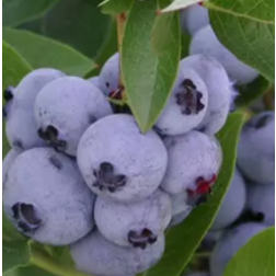 VACCINIUM CORYMBOSUM BLUE JAY CLT. 10 magasbokrú kék áfonya