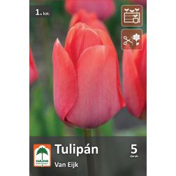 O&aacute;zis Tulipa Van Eijk tulip&aacute;n vir&aacute;ghagyma 5 db