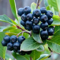 Oázis fekete törpeberkenye - Aronia melanocarpa "Viking" - konténeres, kései, kis termésű c2 40/50