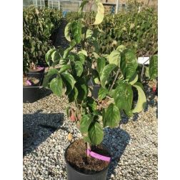 Cornus florida "Rubra" CLT10 som