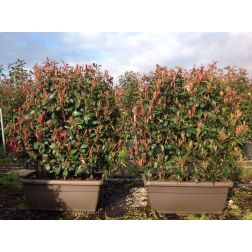 Vörös korallberkenye Photinia Ser. "Red Robin" Láda