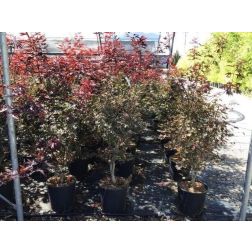 Vöröslevelű japánjuhar Acer Palmatium "Atropurp." CLT15