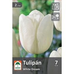 Oázis Tulipa White Dream tulipán virághagyma 7 db