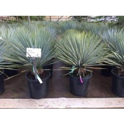 YUCCA ROSTRATA CLT. 10 pálmaliliom