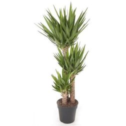 Yucca &oacute;ri&aacute;s p&aacute;lmaliliom 27 cm-es cser&eacute;pben, kb. 140 cm magas