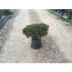 Zöld terülő henyeboróka Juniperus Hor. "Pr. Of Wales" CLT10