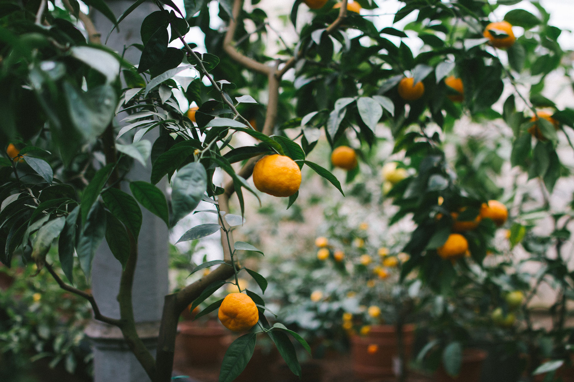 Miért imádjuk a citrusféléket?