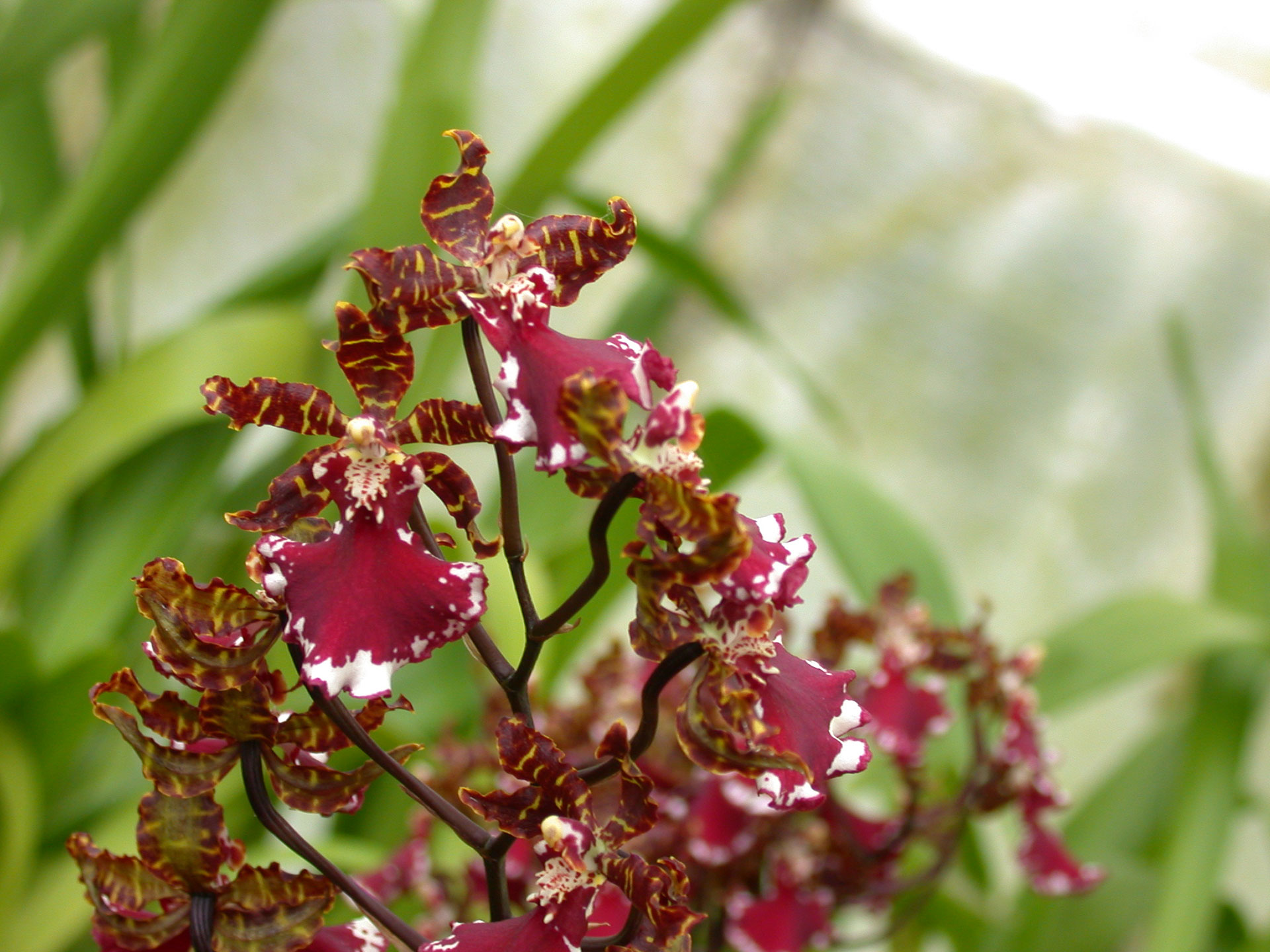 Orchideák: Cambria