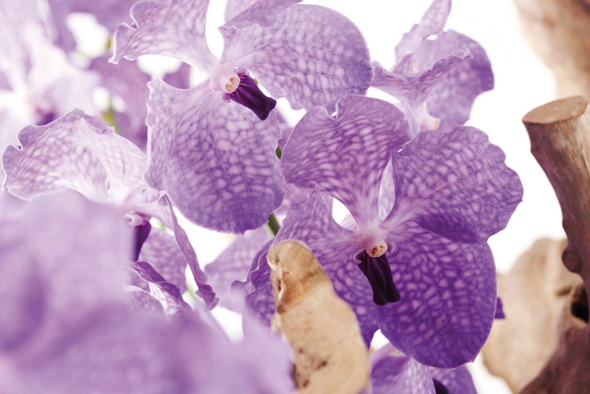 Orchideák: Vanda