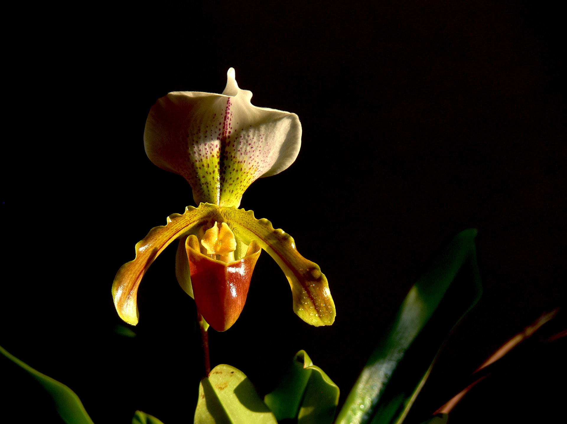 Orchideák: Paphiopedilum