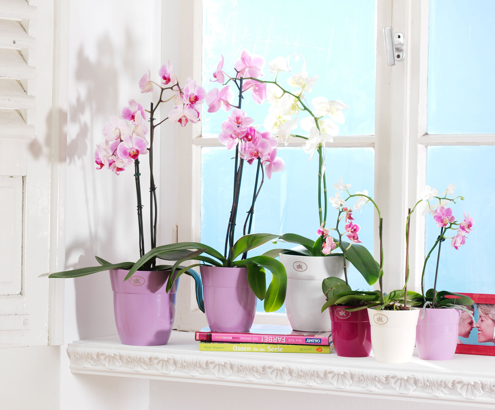 3+1 érdekes dolog az orchideákról!