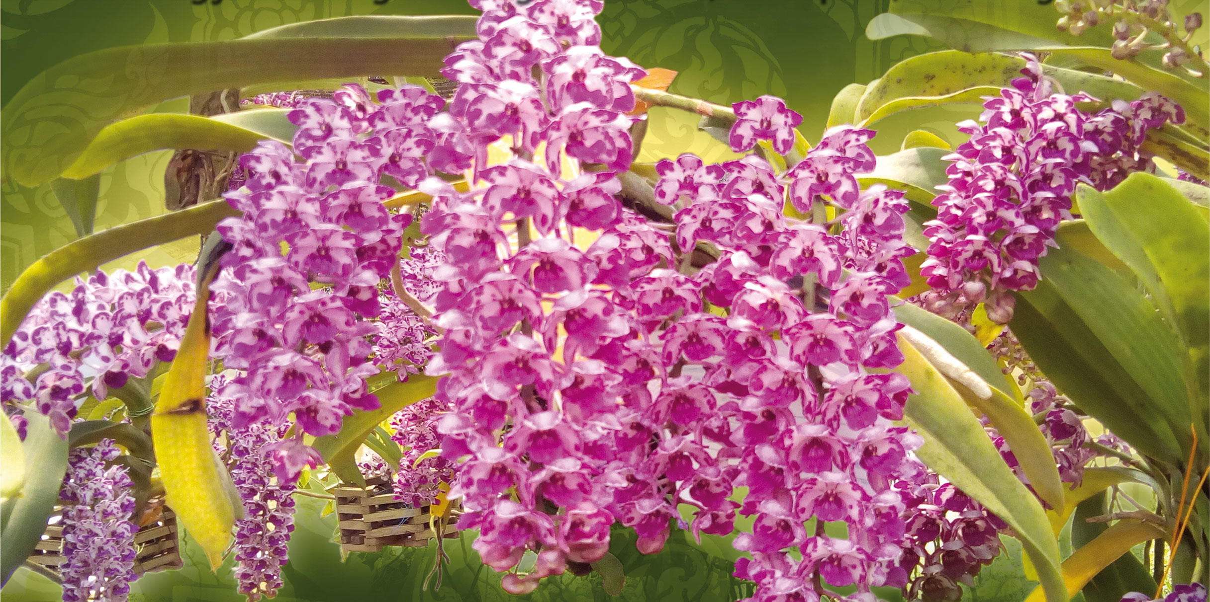 Tavaszi Orchideakiállítás Március 21-24.