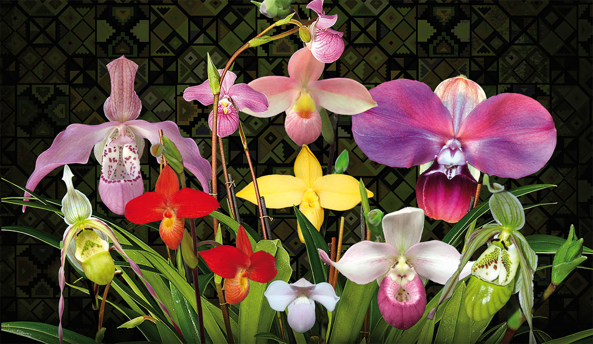 Őszi Orchideakiállítás November 7-10.