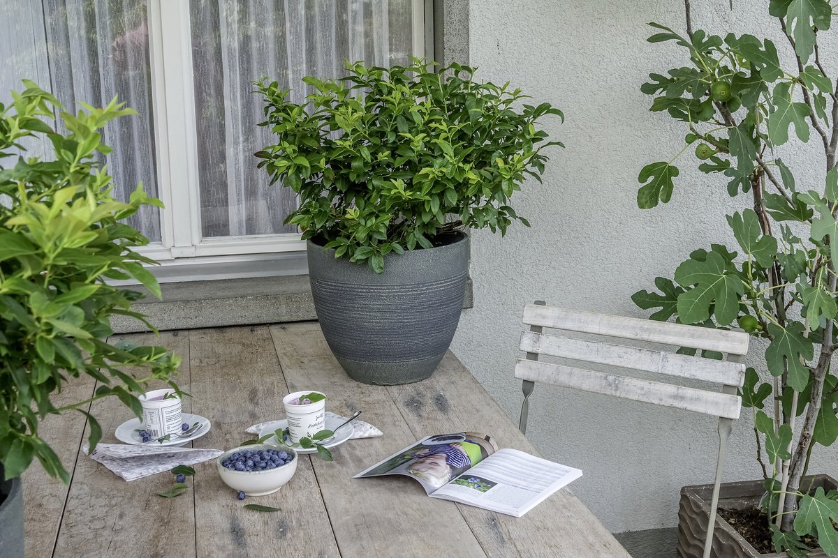 Gyümölcsöskert cserépben: Balkon bogyósok