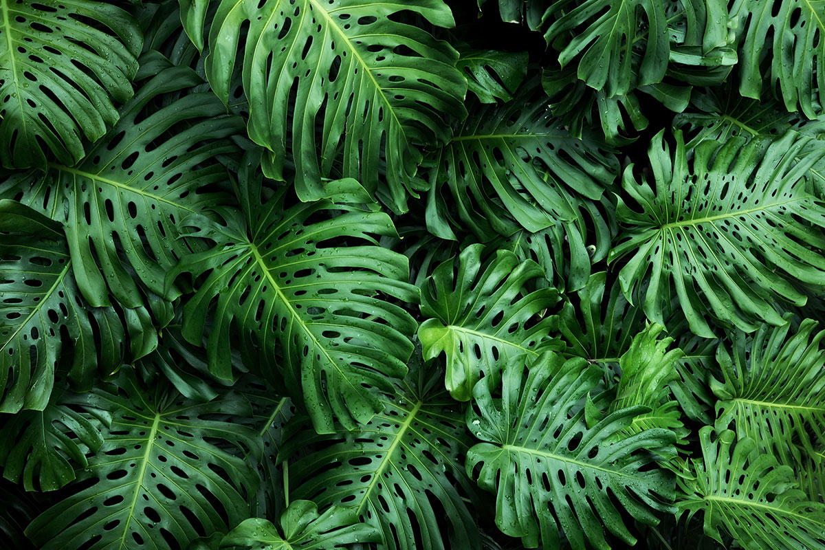 A legtrendibb szobanövények: A Monstera