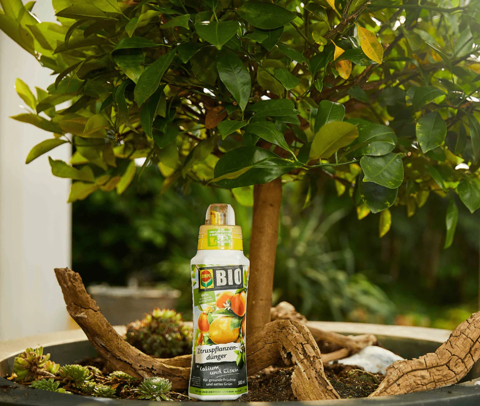 Citrusok