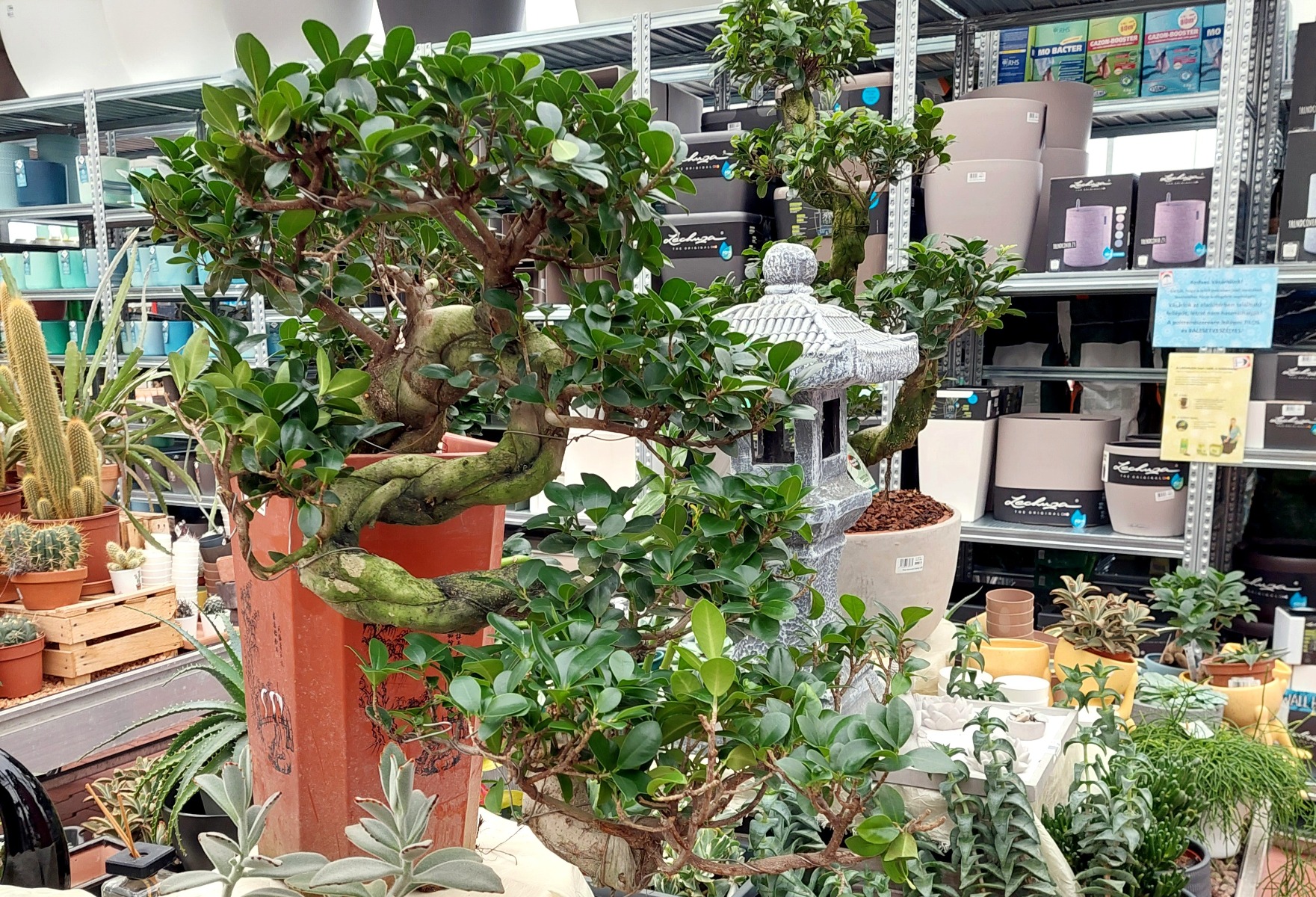 Bonsai vil&aacute;g a Dunakeszi O&aacute;zisban!