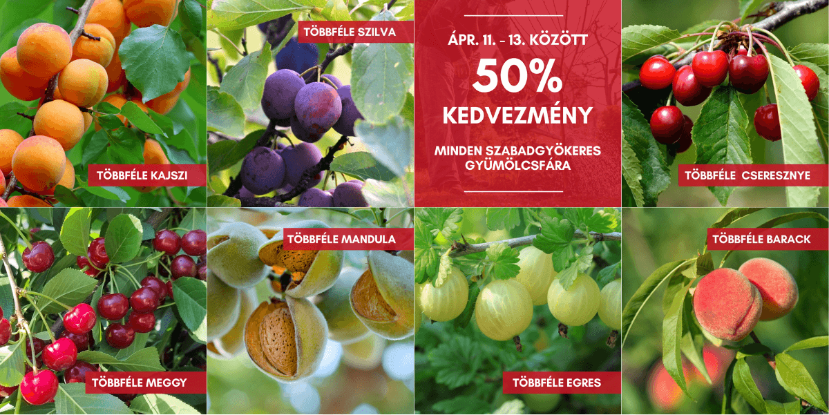 Minden szabadgy&ouml;keres gy&uuml;m&ouml;lcsfa 50% kedvezm&eacute;nnyel