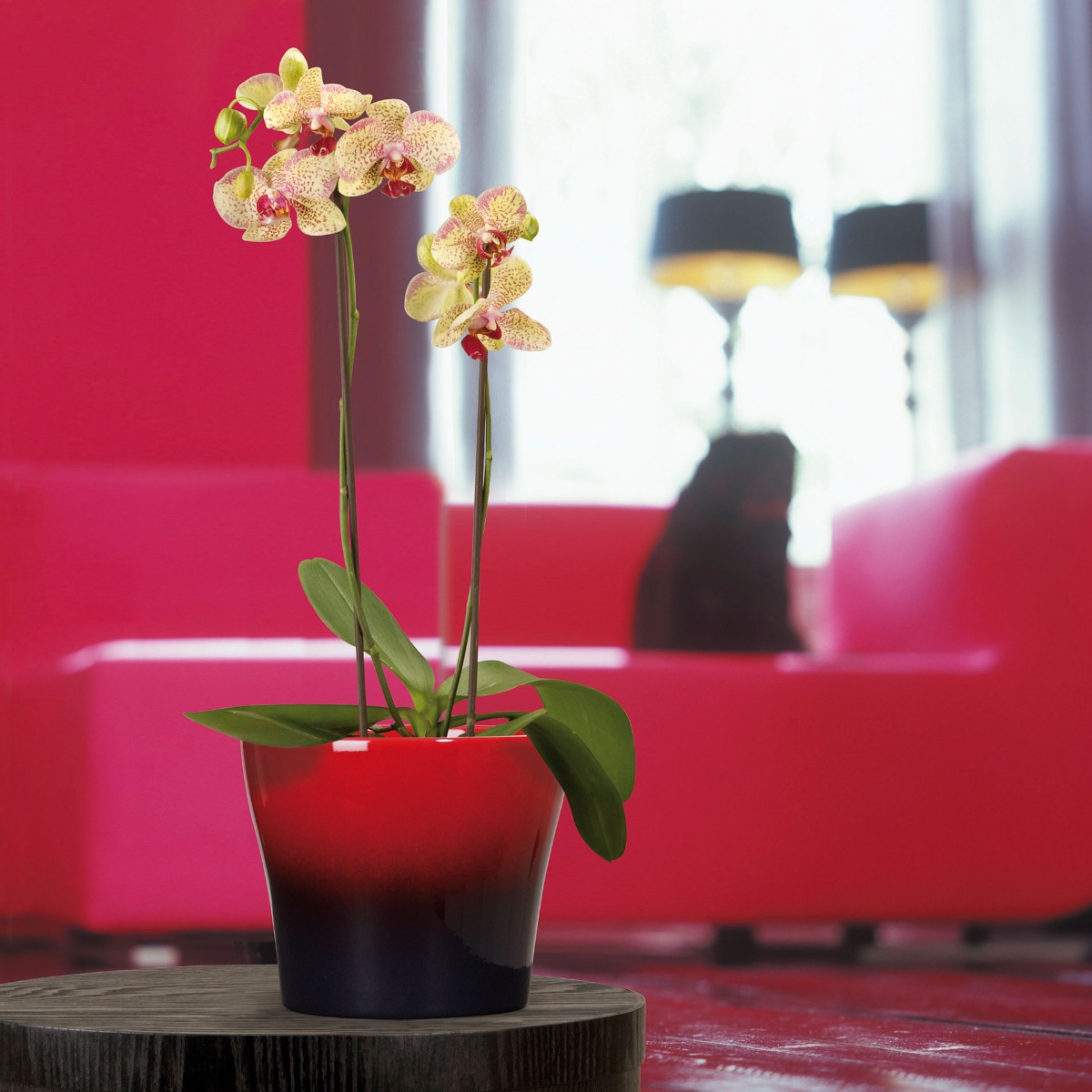 Orchide&aacute;k