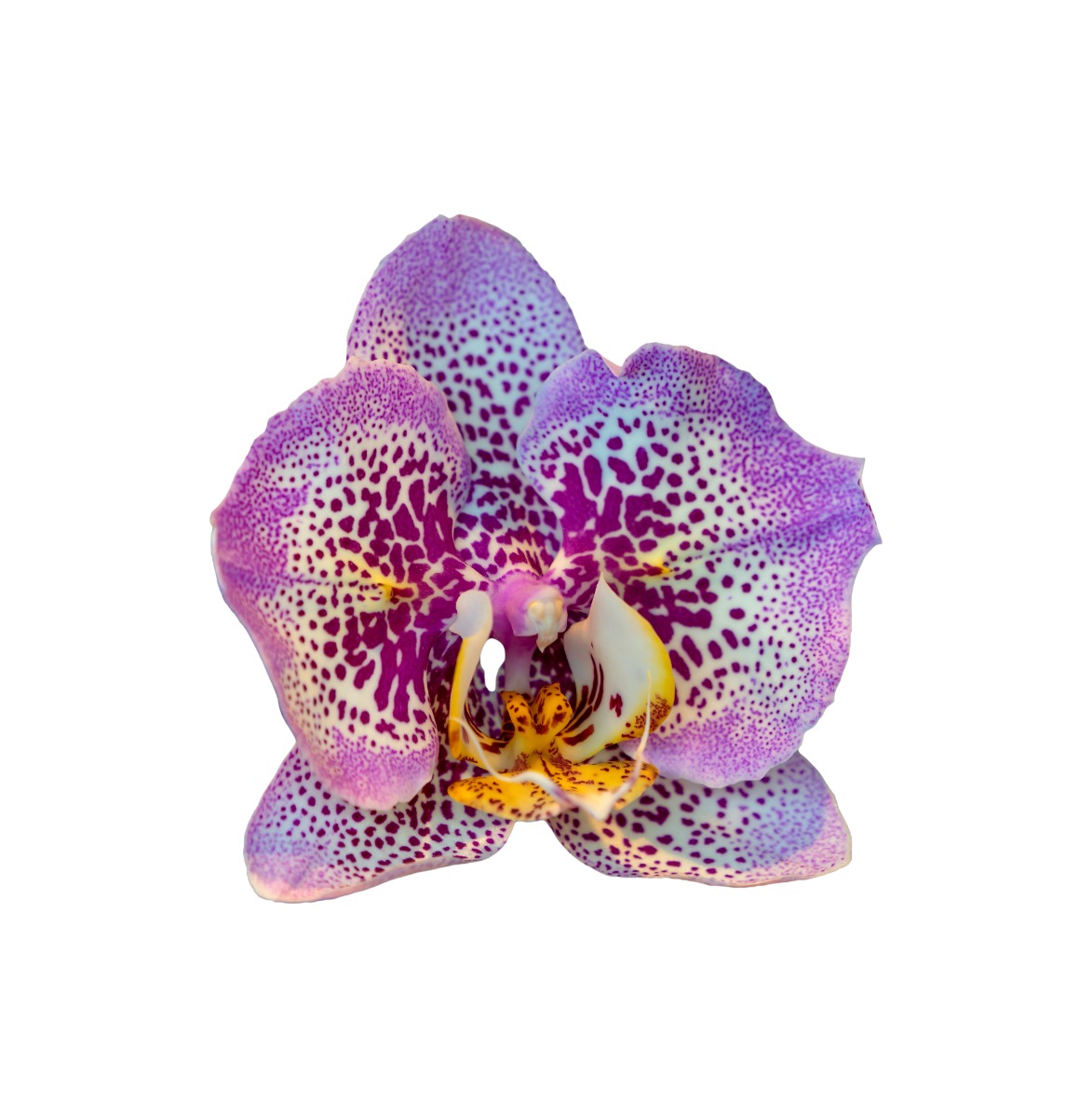 3+1 &eacute;rdekes dolog az orchide&aacute;kr&oacute;l!