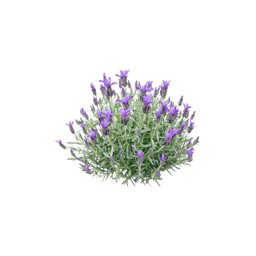 A ny&aacute;r illata most k&ouml;zelebb van, mint gondoln&aacute;d!