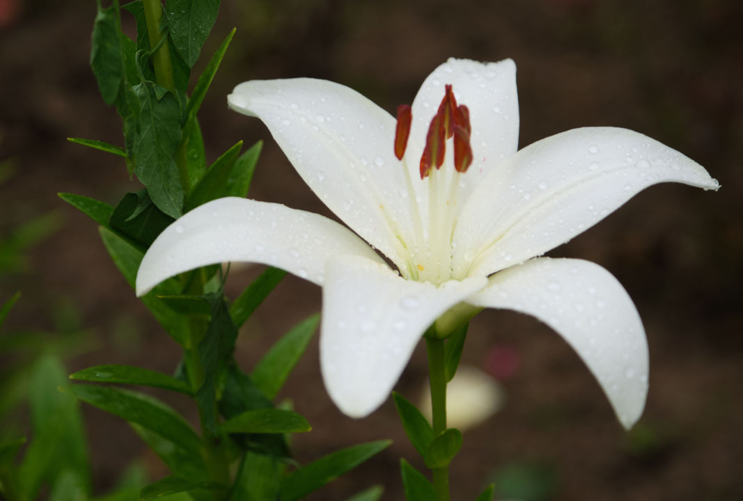 Sz&iacute;nes szirmok kavalk&aacute;dja: liliom