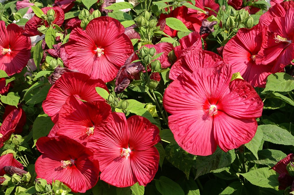 A hibiszkuszok gondozása
