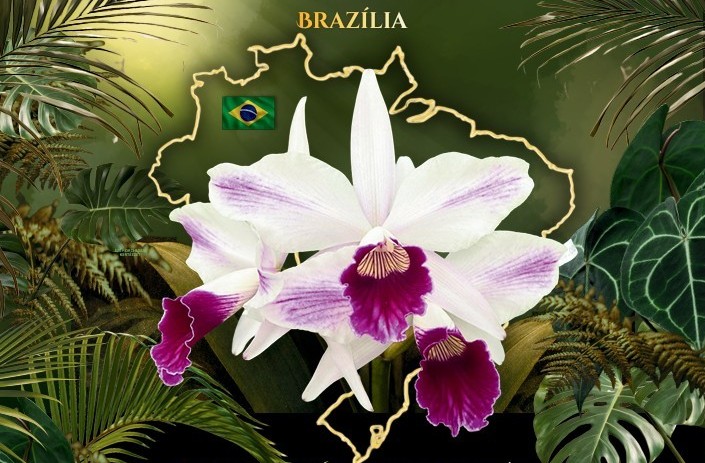 Orchidea kiállítás 2026 tavasz – A jegy ára levásárolható az Oázisban!