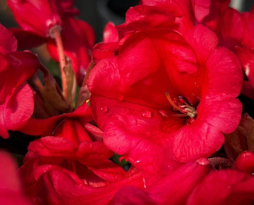 Rododendron - Zsenge árnyú habos felhők